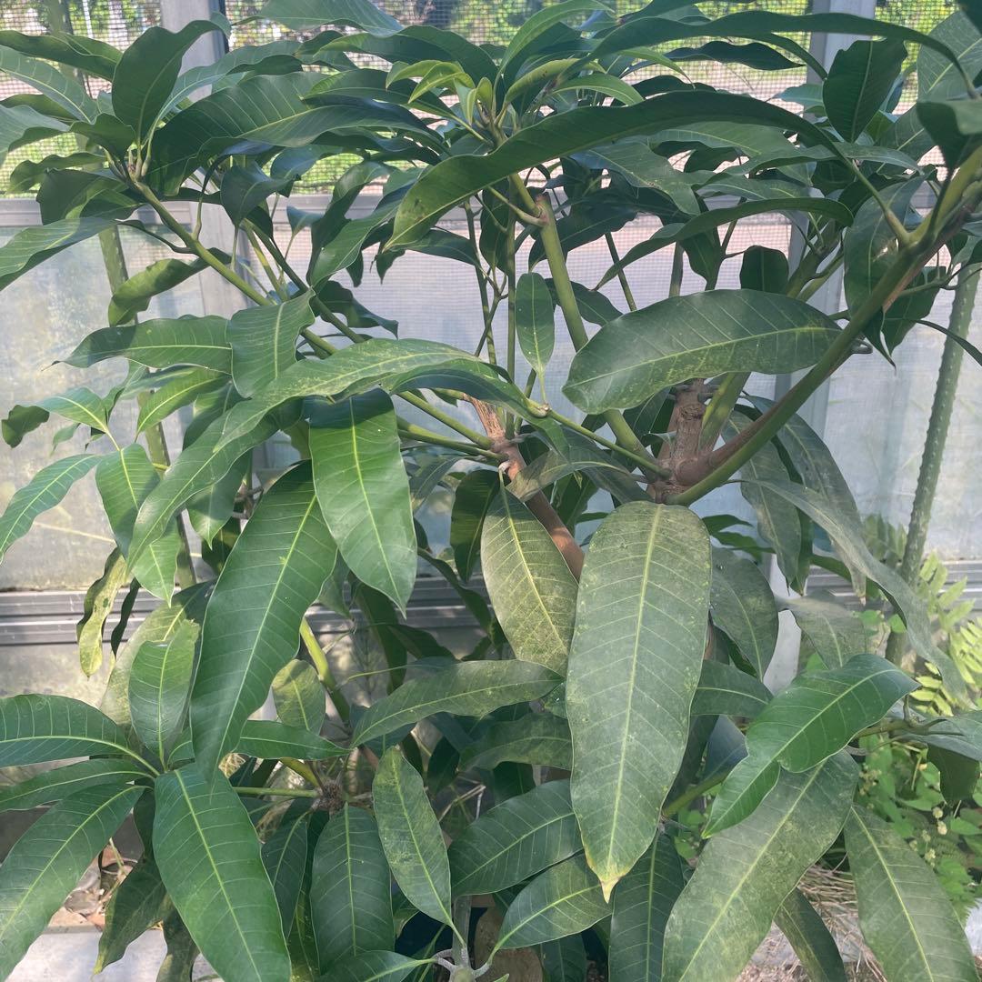 マンゴー苗　特大　10号　品種　ピコ