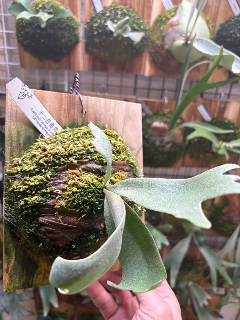 OMEGA×Emma 12田植栽