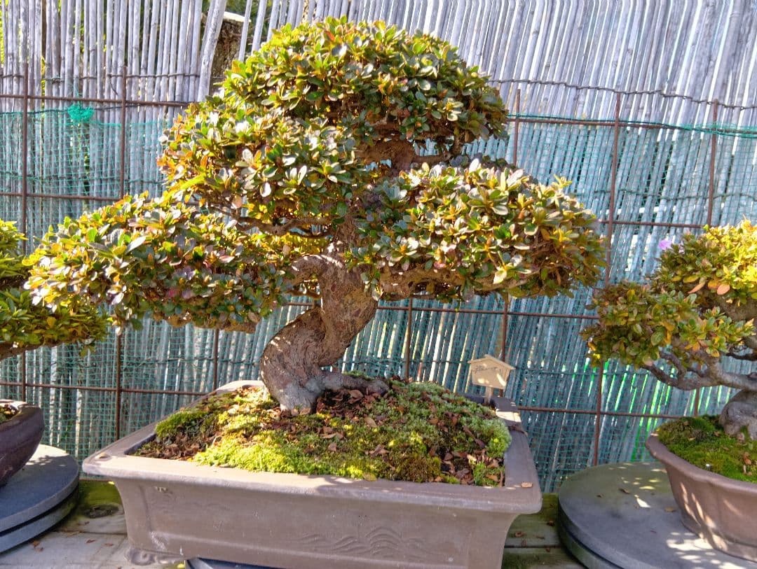 ‼️盆栽‼️皐月盆栽‼️深山満月‼️