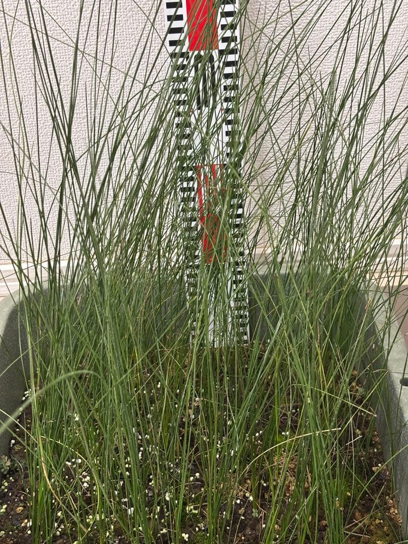 アオイトキさん専用　コスパ最強★極上クサントロエア・プレイシー /