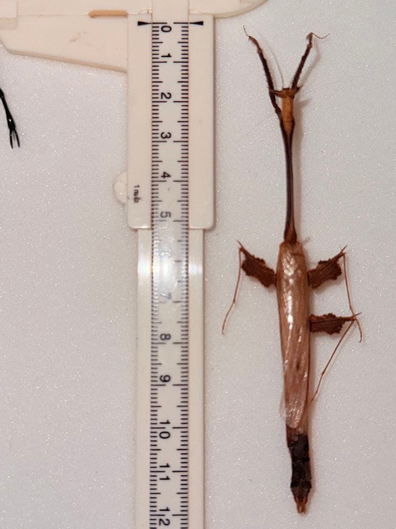 【標本】オオエダカレハカマキリ