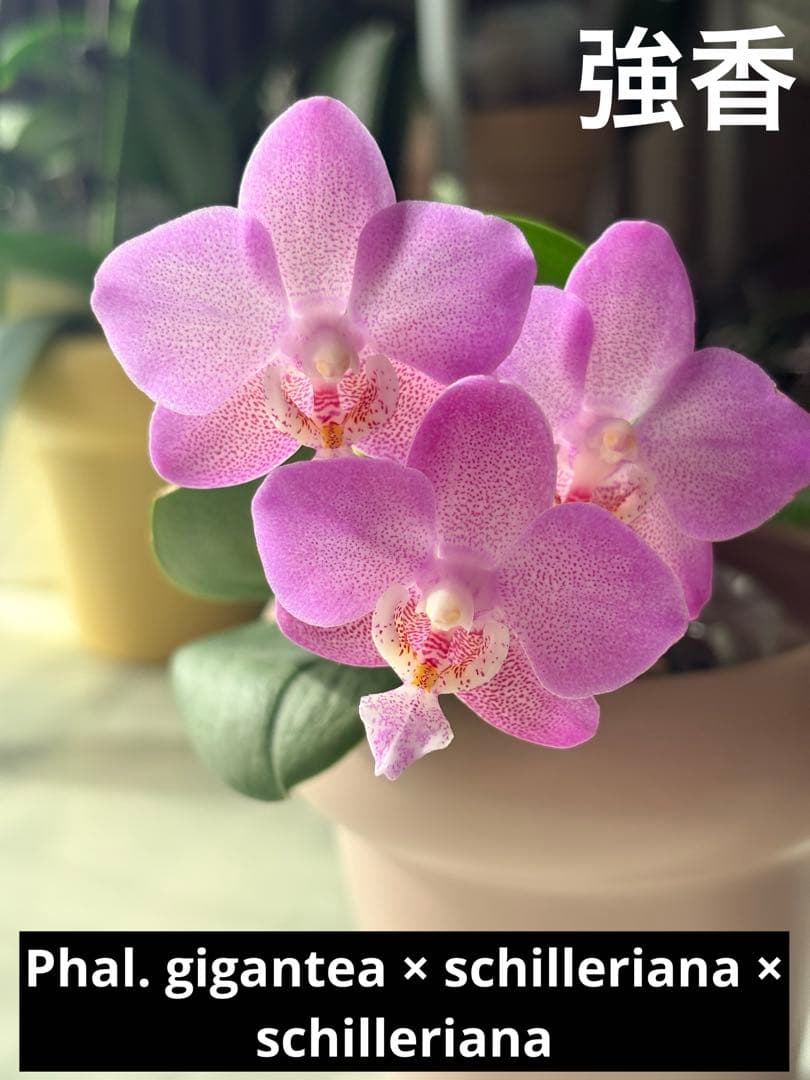 レア！強香原種交配種【ギガンテア × シレリアナ】 シレリアナ戻し 洋ラン 洋蘭