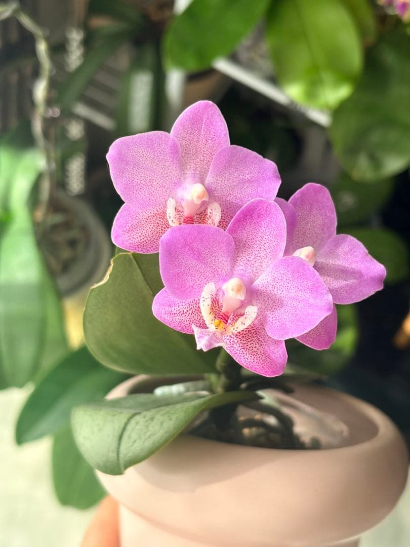 レア！強香原種交配種【ギガンテア × シレリアナ】 シレリアナ戻し 洋ラン 洋蘭