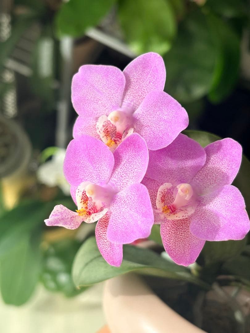 レア！強香原種交配種【ギガンテア × シレリアナ】 シレリアナ戻し 洋ラン 洋蘭