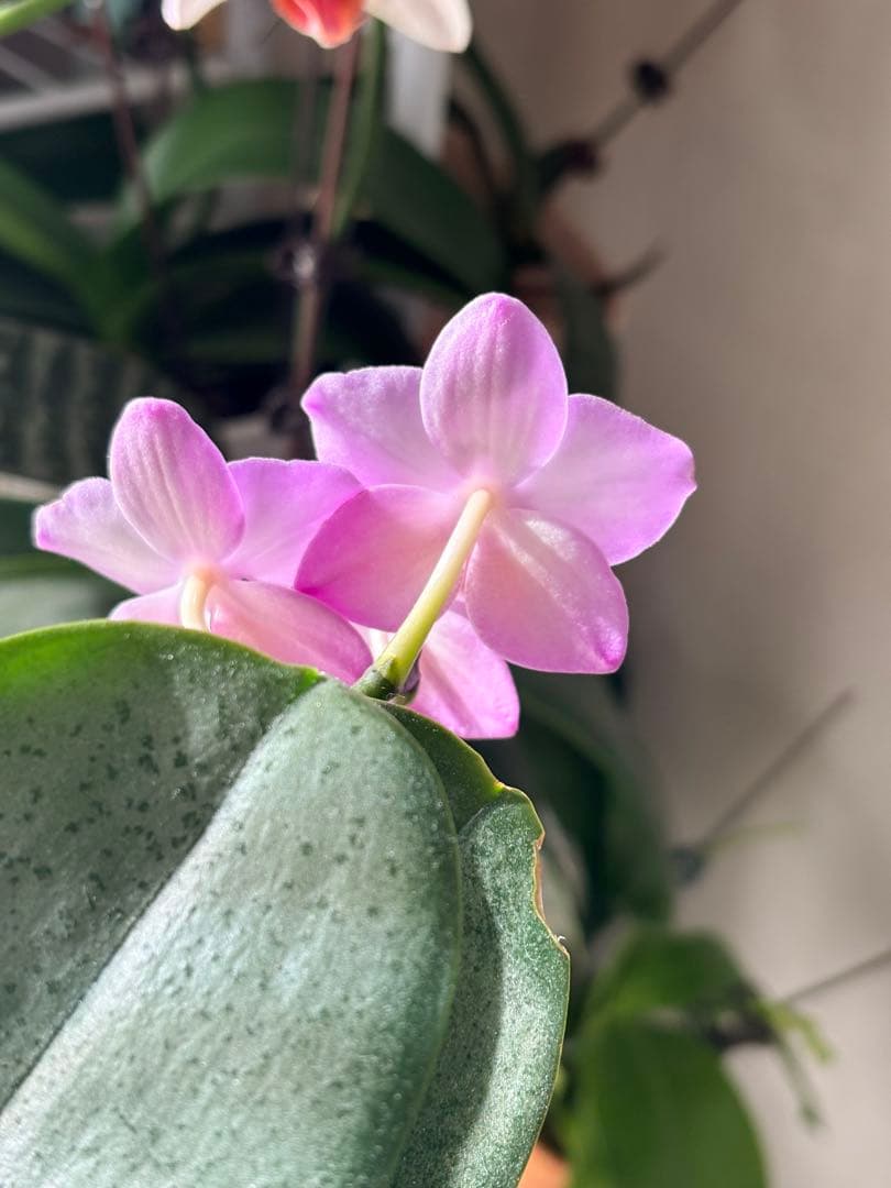 レア！強香原種交配種【ギガンテア × シレリアナ】 シレリアナ戻し 洋ラン 洋蘭