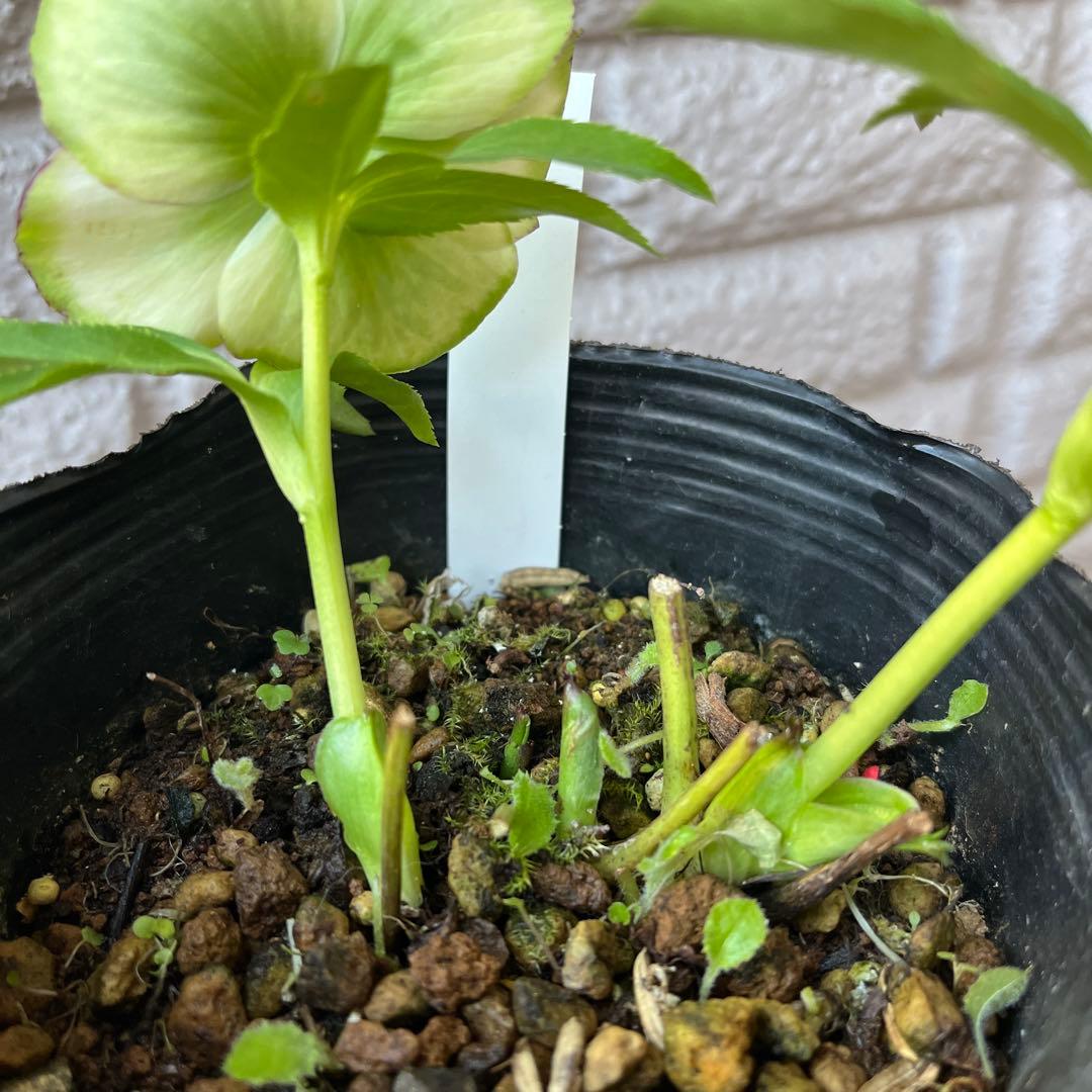 クリスマスローズ ピコ利休