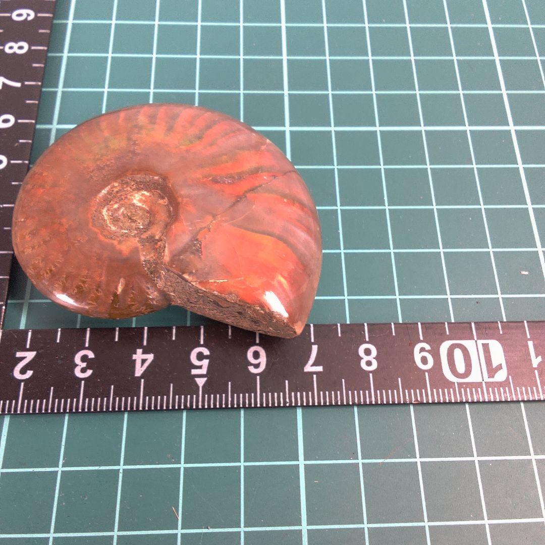 小物１ アンモナイト化石 赤褐色