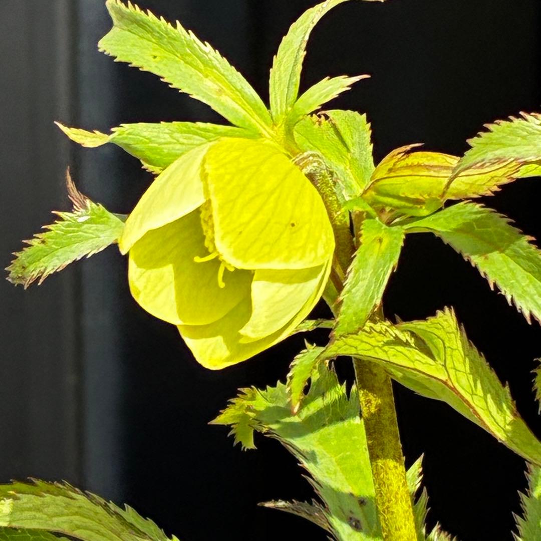 u*0様 3454☘️限定1株☘️未株分け☘️花付き☘️⭐️bocconei ⭐