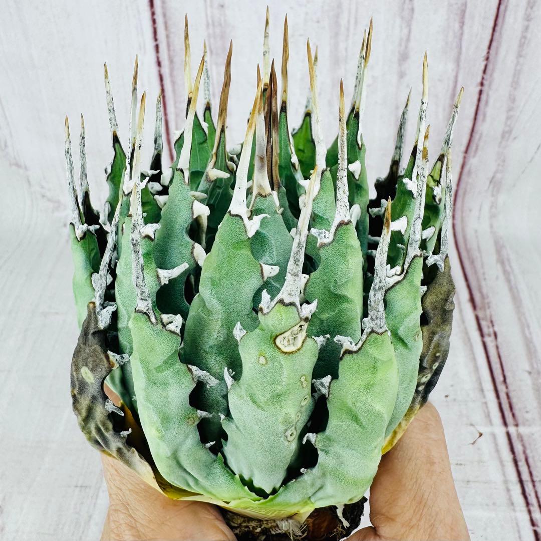 9 アガベ ユタエンシス エボリスピナ