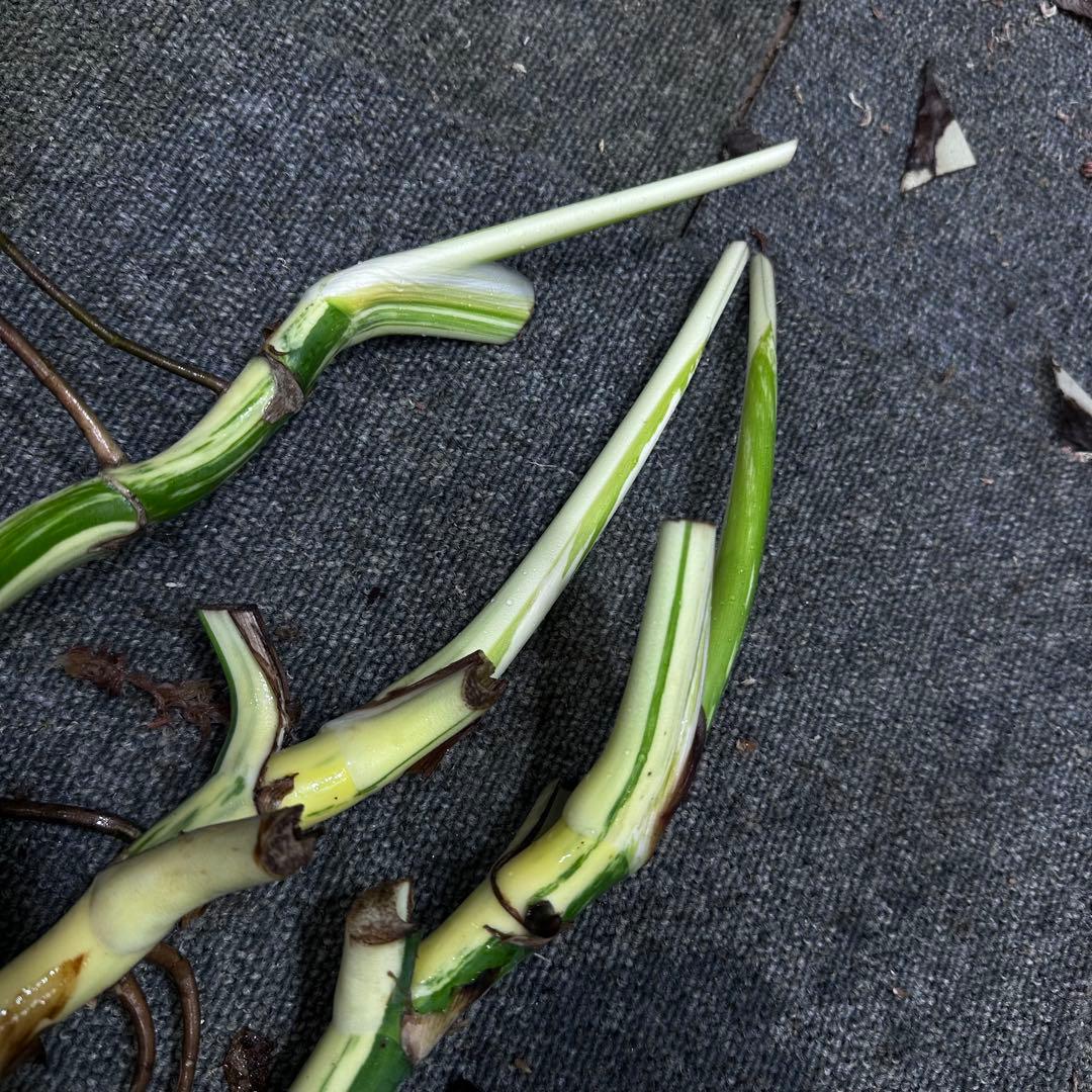 よ*ー様 斑入りモンステラホワイトタイガー茎3株おまとめ