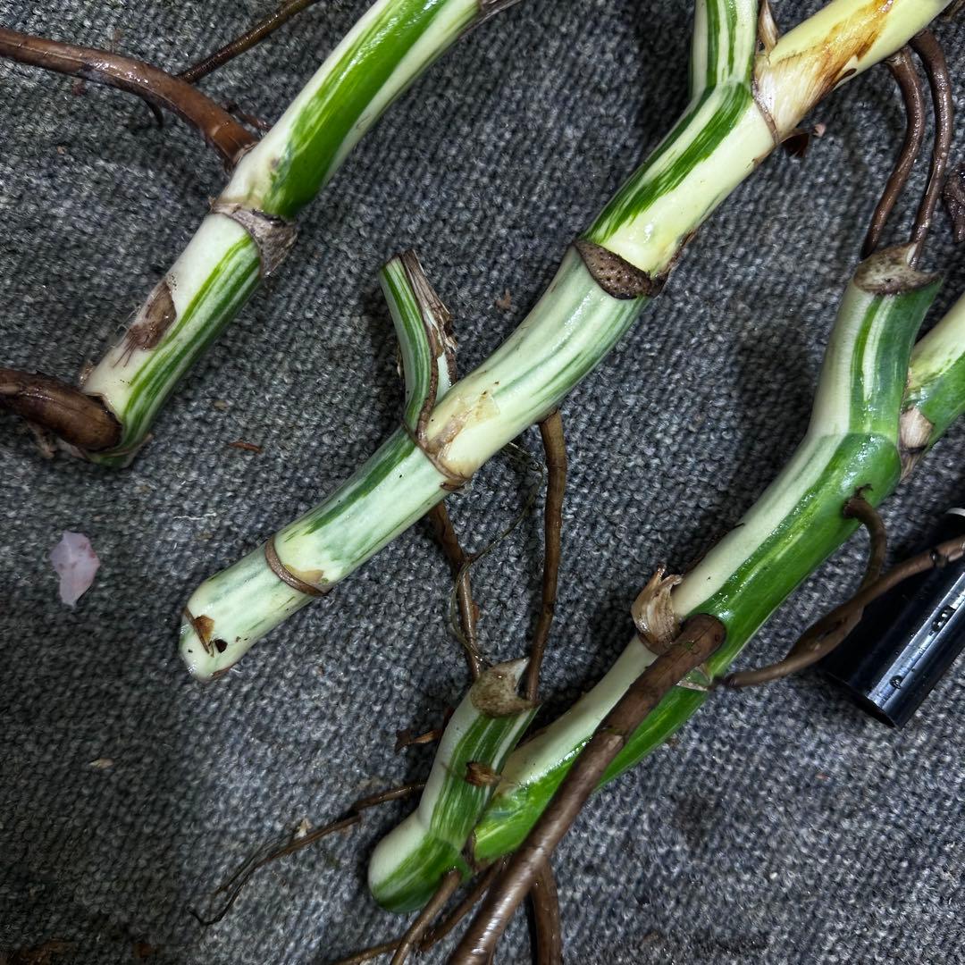 よ*ー様 斑入りモンステラホワイトタイガー茎3株おまとめ