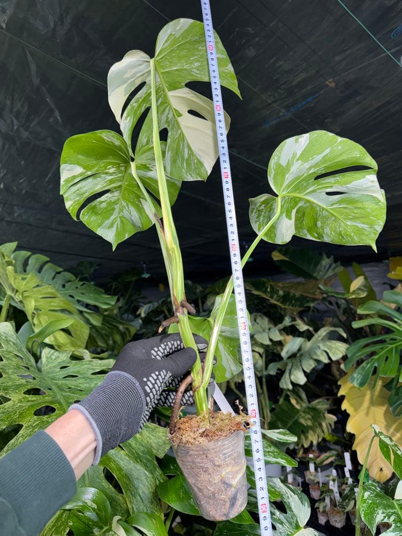 X2 モンステラ　ボルギシアナ　アルボ　ホワイトタイガー白斑　健康カット苗