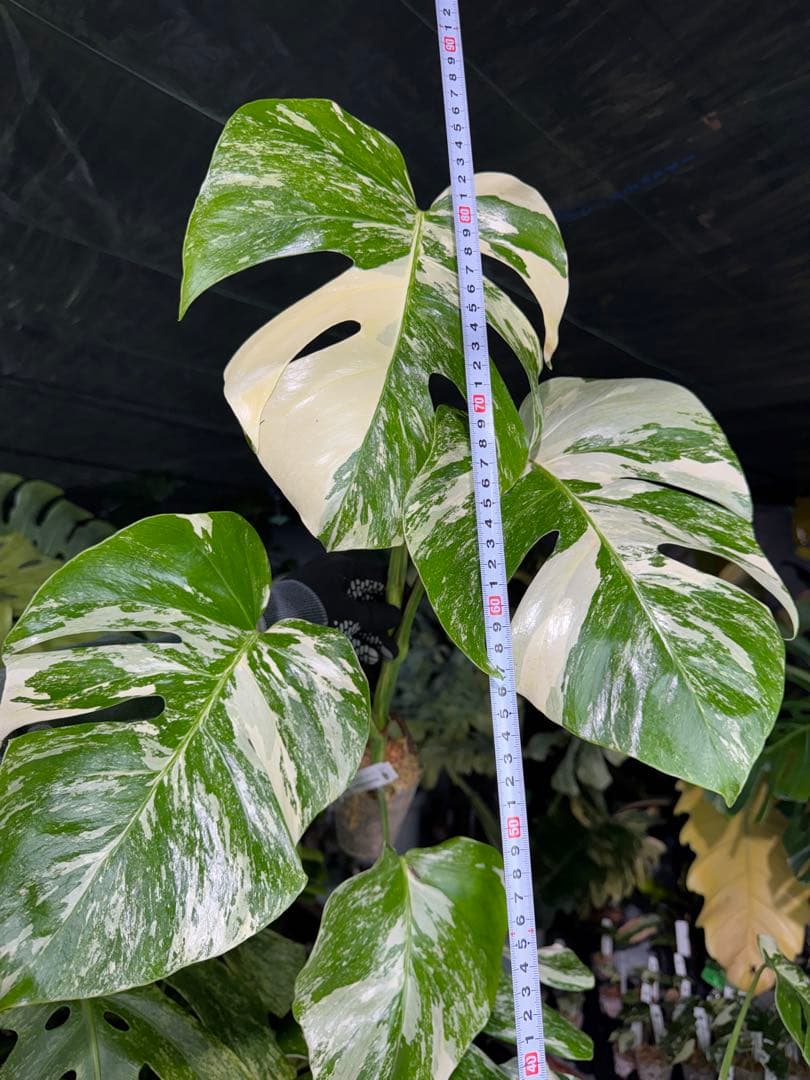 X2 モンステラ　ボルギシアナ　アルボ　ホワイトタイガー白斑　健康カット苗
