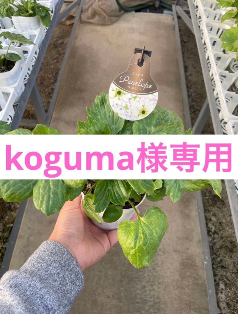 花 koguma