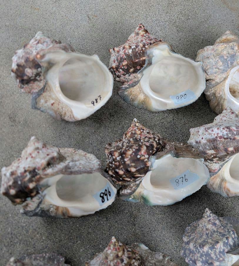 夜光貝24個セット400g〜900g約16kgまとめ売り