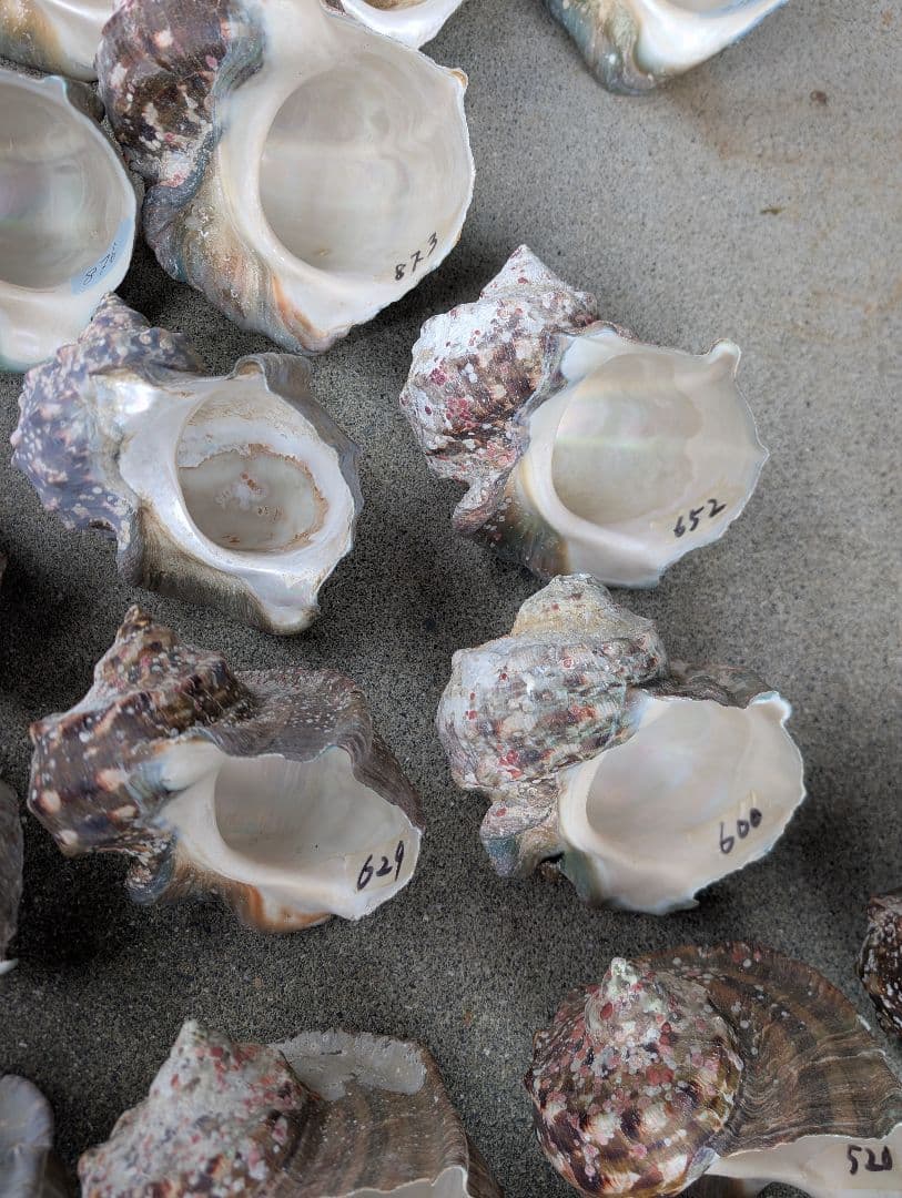 夜光貝24個セット400g〜900g約16kgまとめ売り