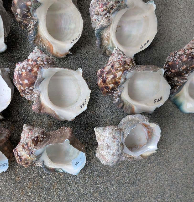 夜光貝24個セット400g〜900g約16kgまとめ売り