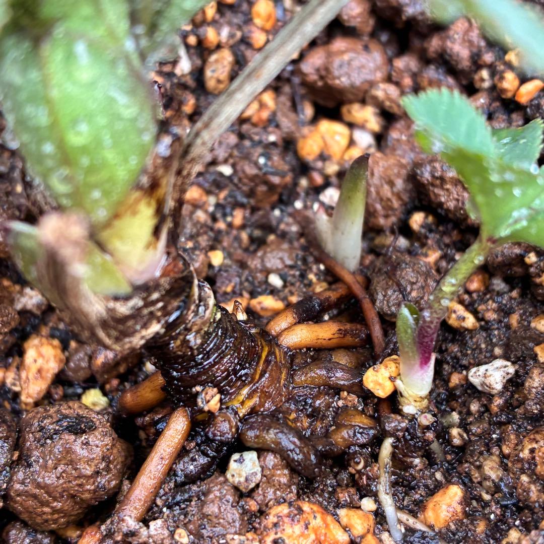 も*子様 ☘️蕾付き☘️タグ付き☘️3381⭐️芳香⭐️超小輪⭐️糸ピコ繊細ベイ