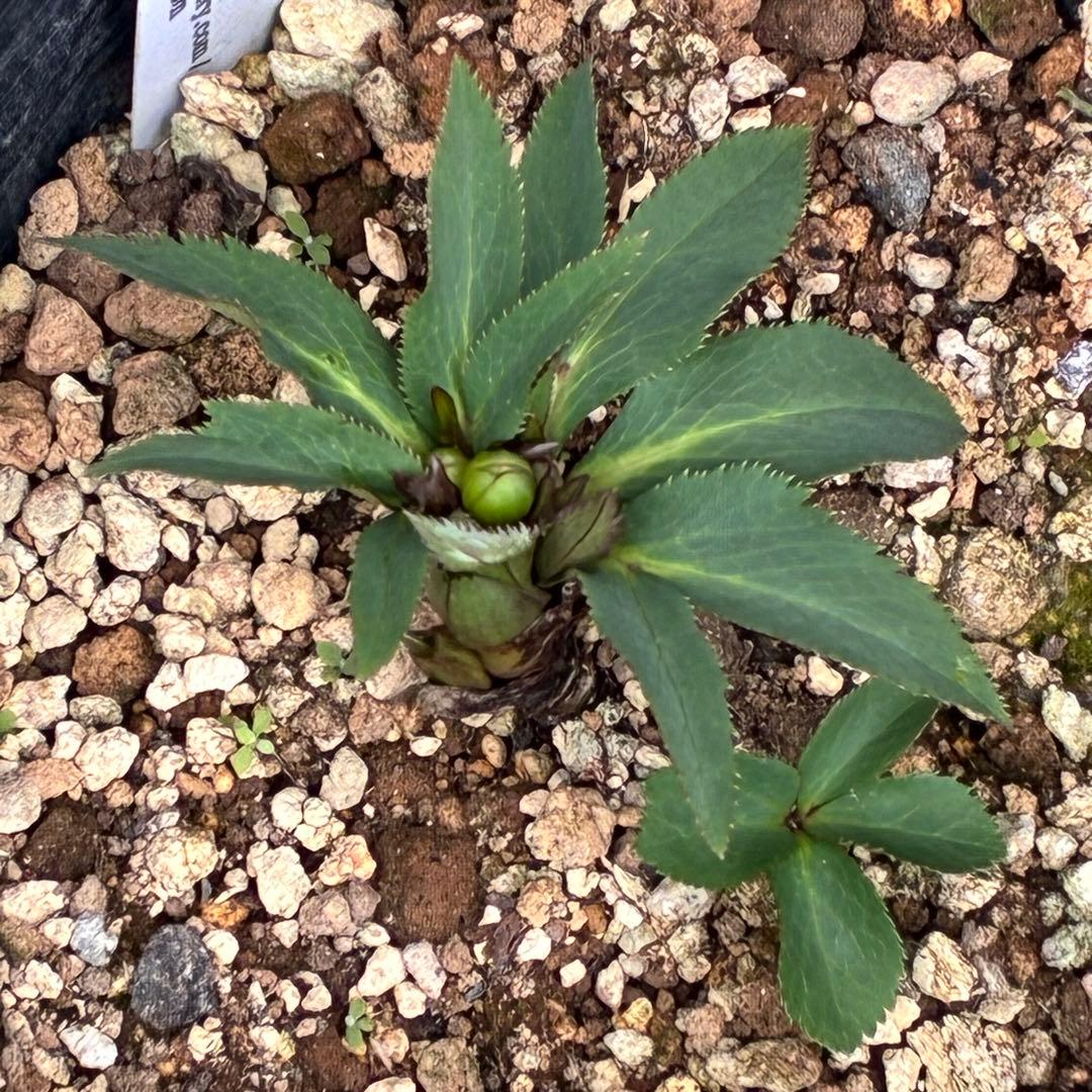 も*子様 ☘️蕾付き☘️タグ付き☘️3381⭐️芳香⭐️超小輪⭐️糸ピコ繊細ベイ