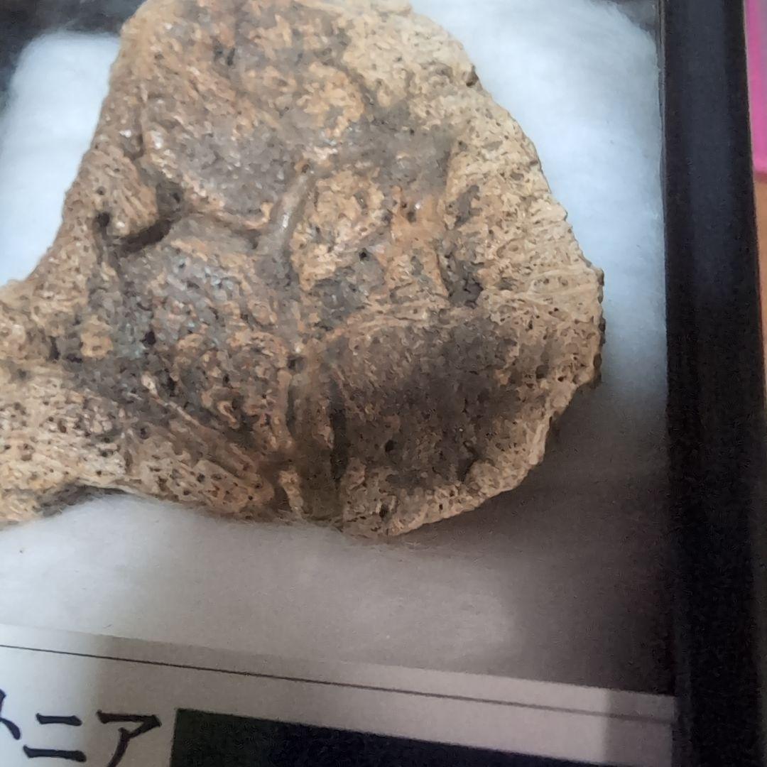 本物　恐竜　鎧竜エドモントニアの鎧の化石 サウスダコタ　ラベルケース付き