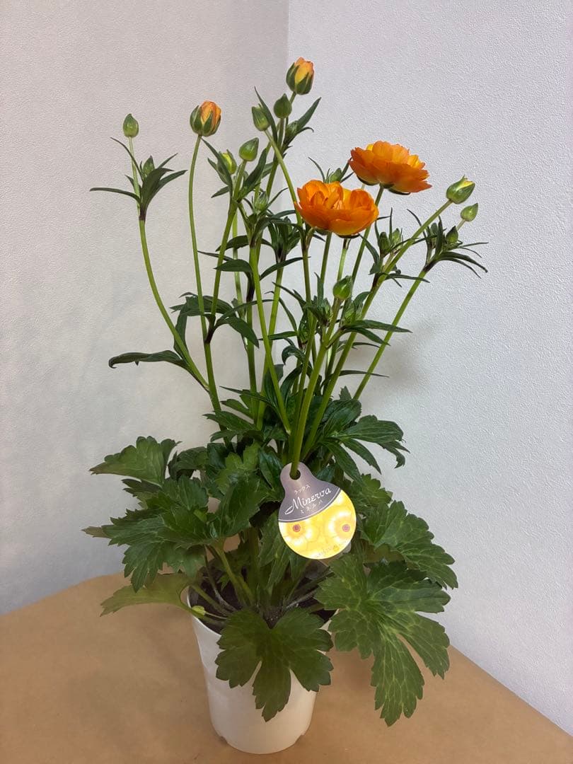 ラナンキュラスラックス　イーシス　ミネルバ　リタイ　3苗