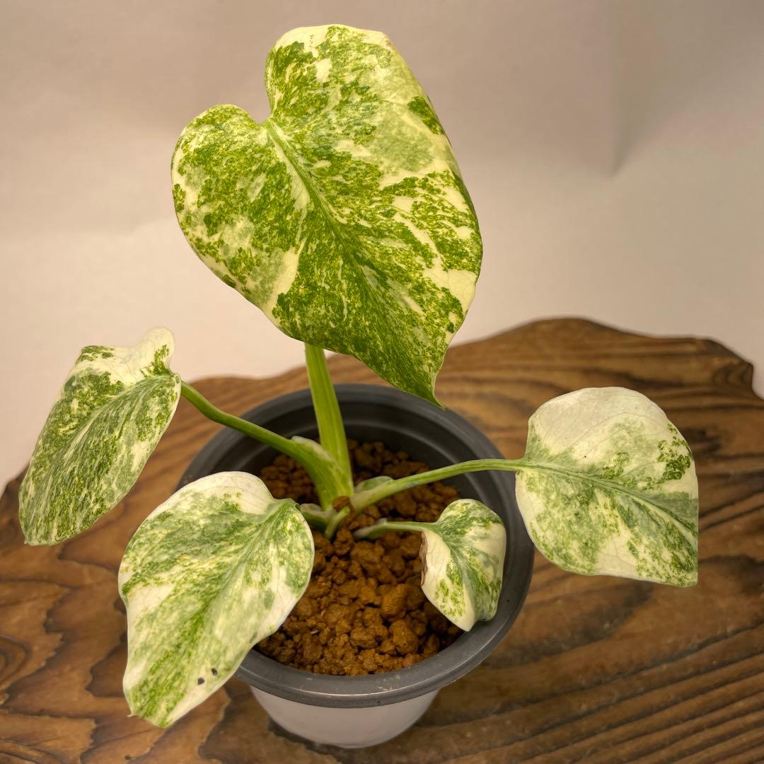 ク*ア様 L040モンステラ　デリシオーサ　レガシー　斑入り