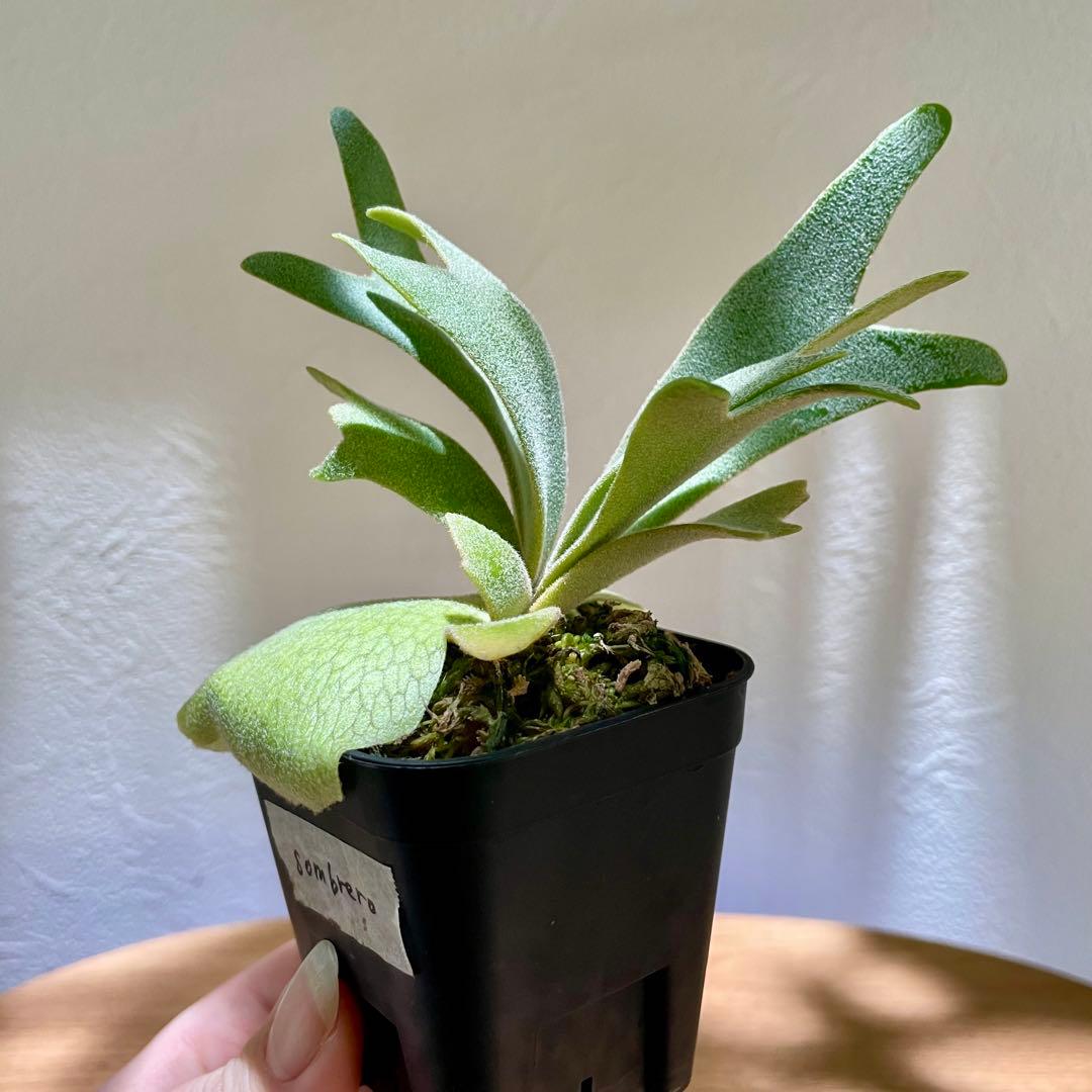 B*様 P. willinckii cv. Sombrero