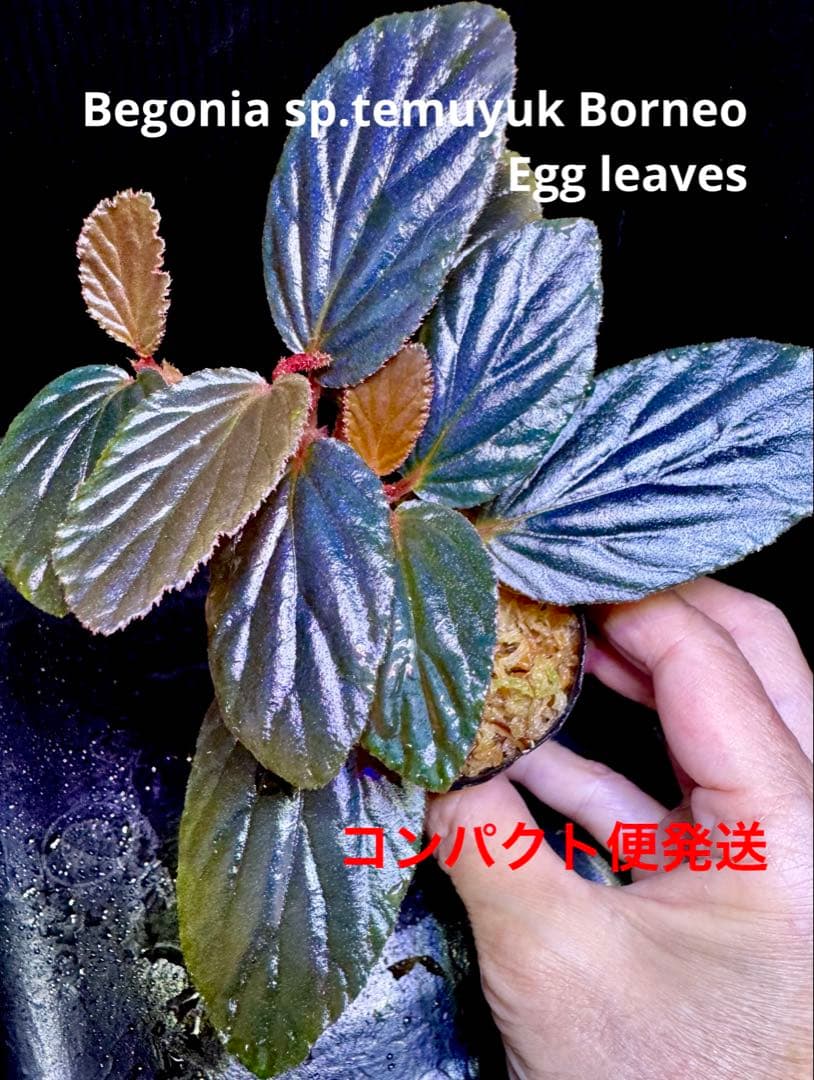 希少❣️Begonia sp. yuk ベゴニア　テムユク　卵葉　特選株