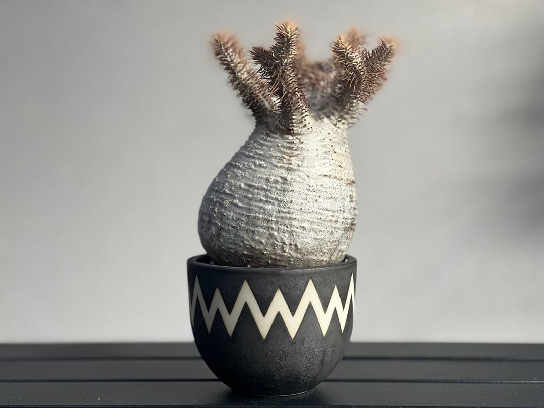 【tomi様】【休眠中】パキポディウム・グラキリス 現地球 VALIEM⑤