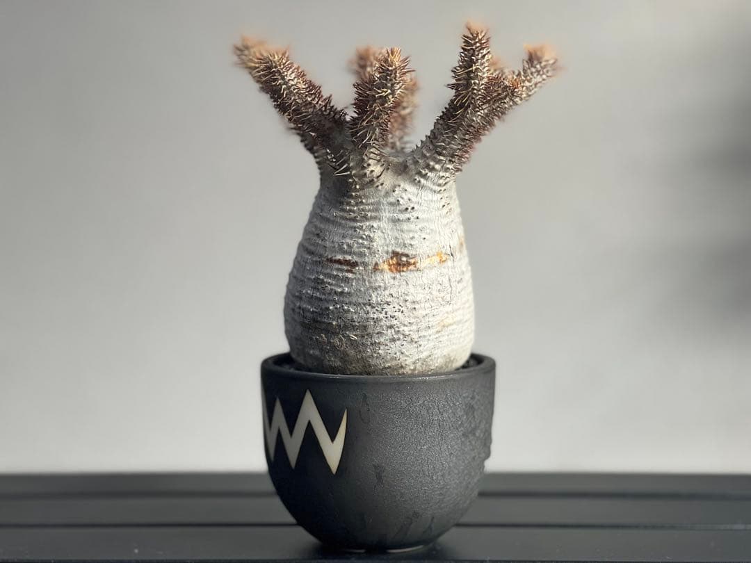 【tomi様】【休眠中】パキポディウム・グラキリス 現地球 VALIEM⑤