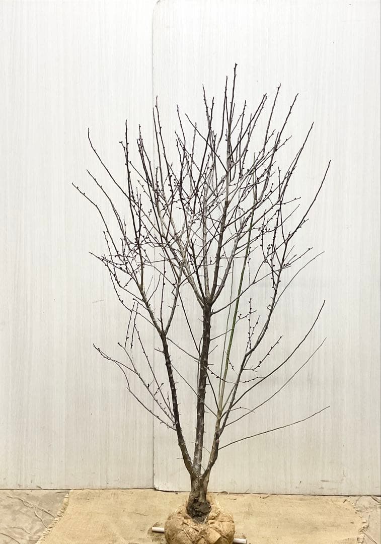 鹿児島紅梅　　梅　/ 37