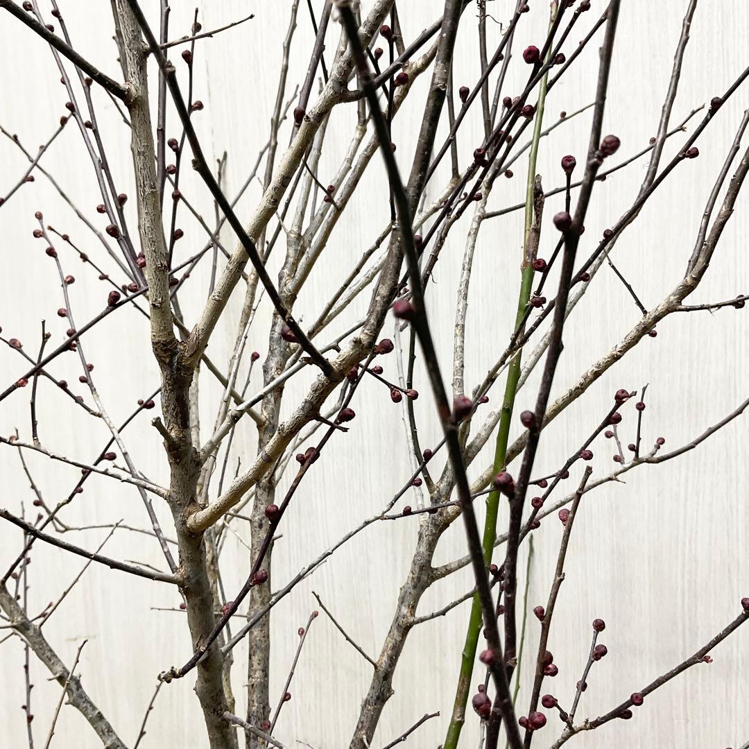 鹿児島紅梅　　梅　/ 37