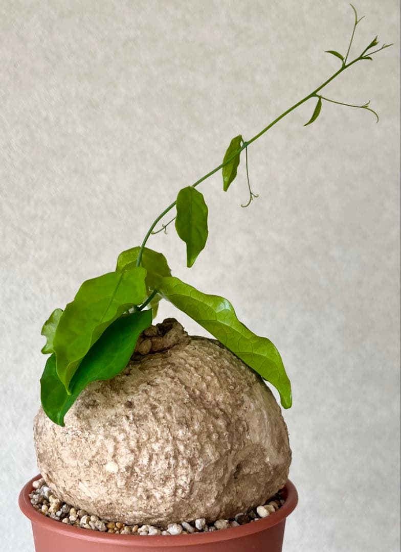 【激レア/大株/塊根植物】アデニア ペナンギアナ 鉢植え