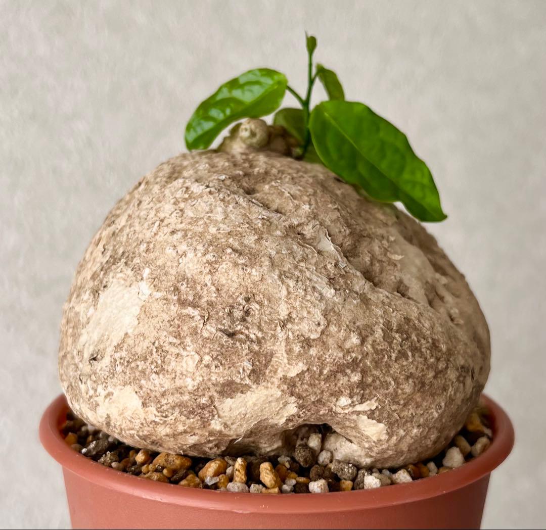 【激レア/大株/塊根植物】アデニア ペナンギアナ 鉢植え