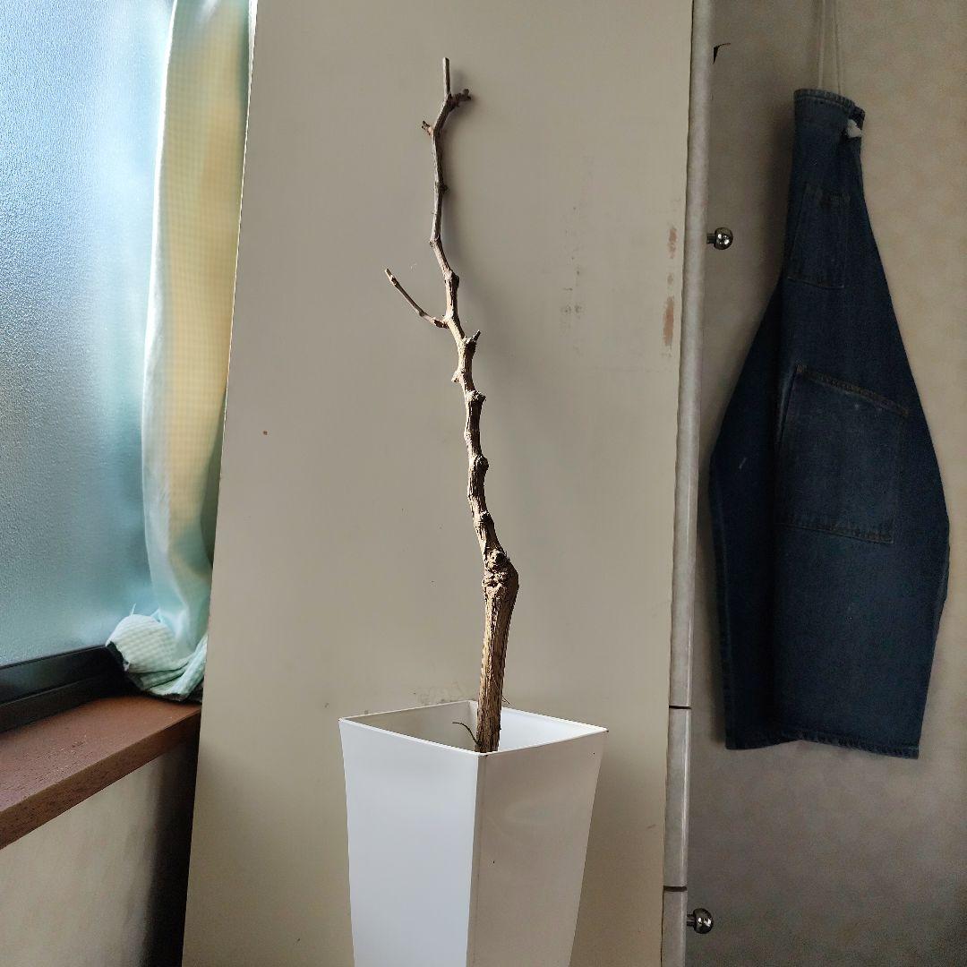 ドット様！現品、ぶどうの苗※瀬戸ジャイアンツ　2苗セット