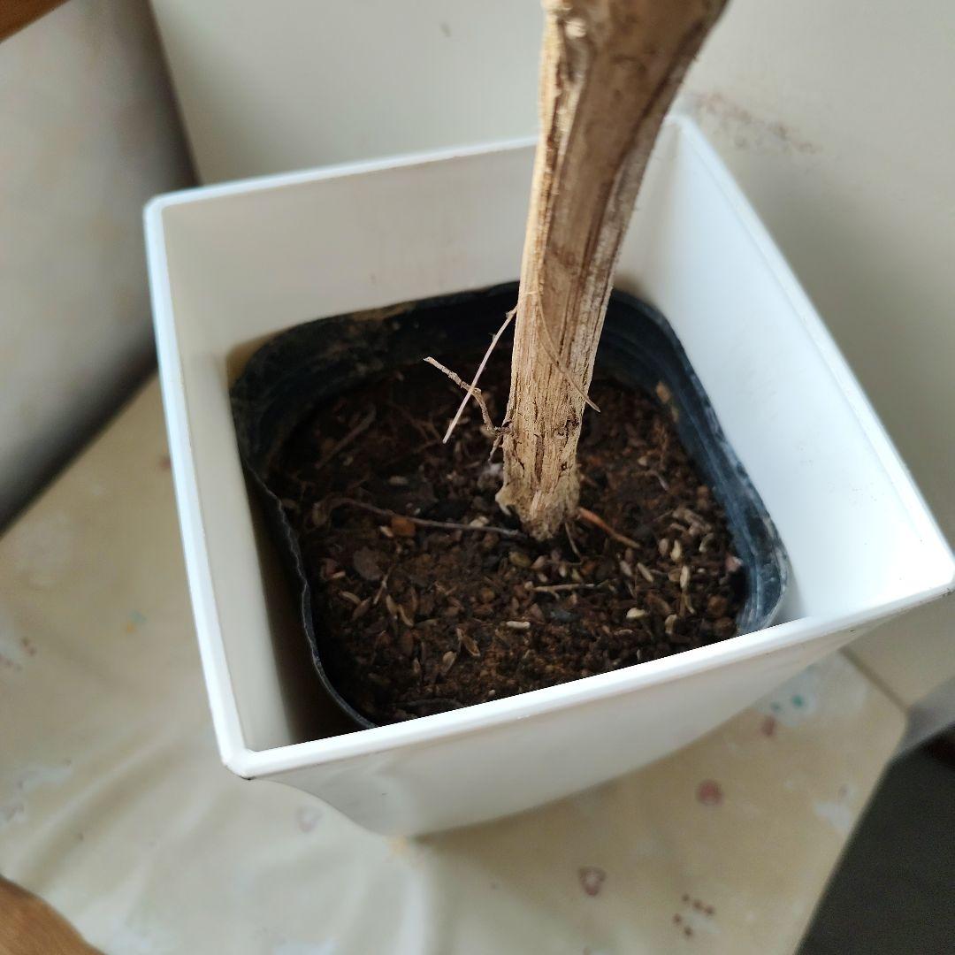 ドット様！現品、ぶどうの苗※瀬戸ジャイアンツ　2苗セット