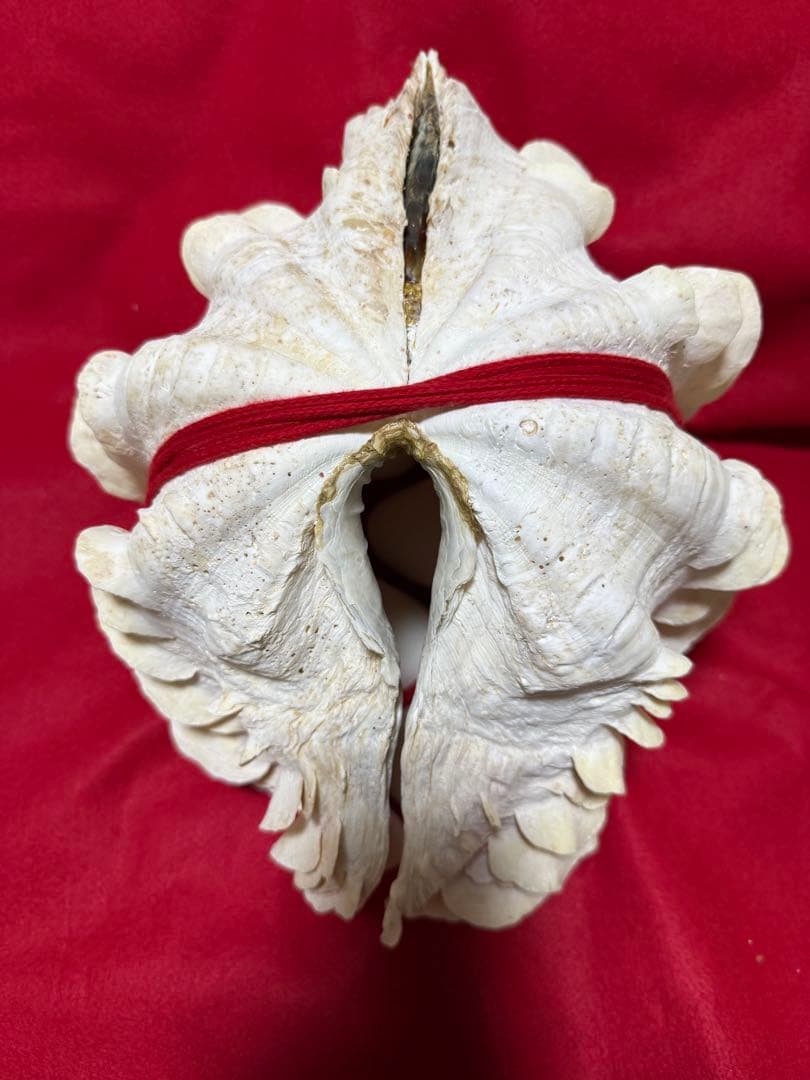 貝殻(沖縄の青い海の宝) ヒレシャコガイ