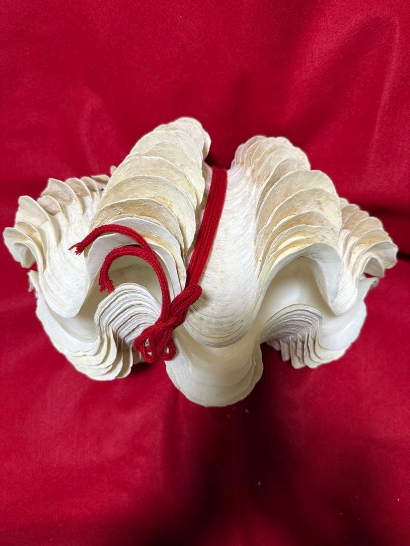 貝殻(沖縄の青い海の宝) ヒレシャコガイ