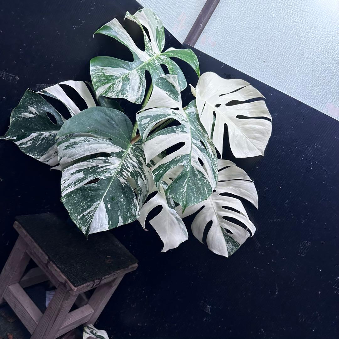ロ*ン様 斑入りモンステラ ホワイトタイガー極美大株61cm白斑多