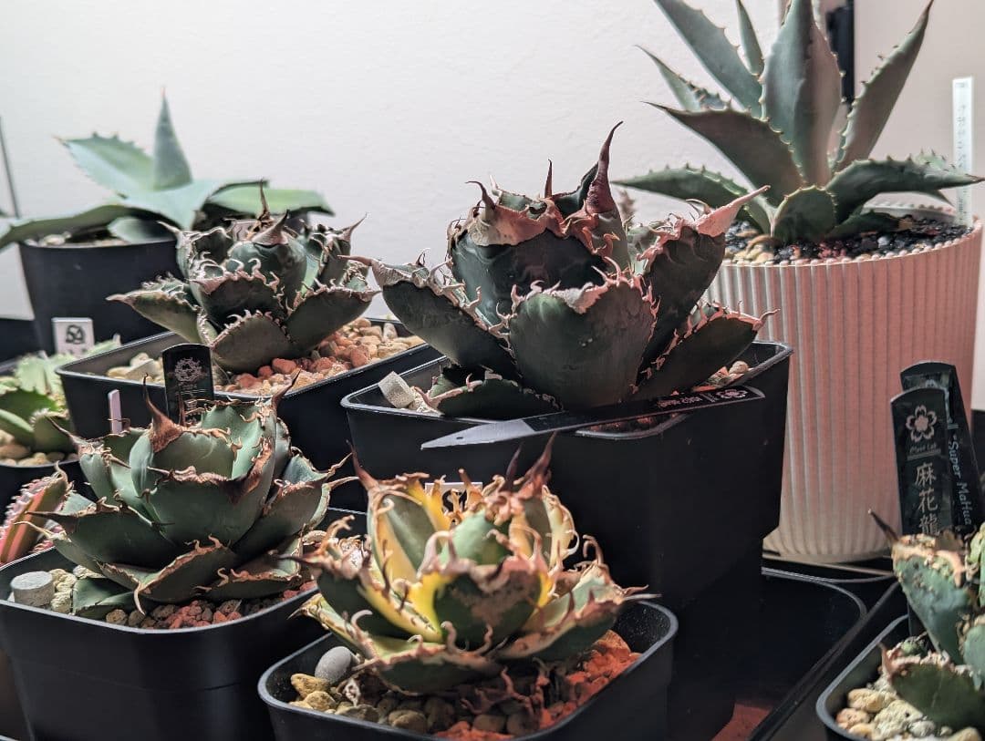 チタノタ「悪魔くん」強烈うねうね 発根活着済 鉢・タグごと発送