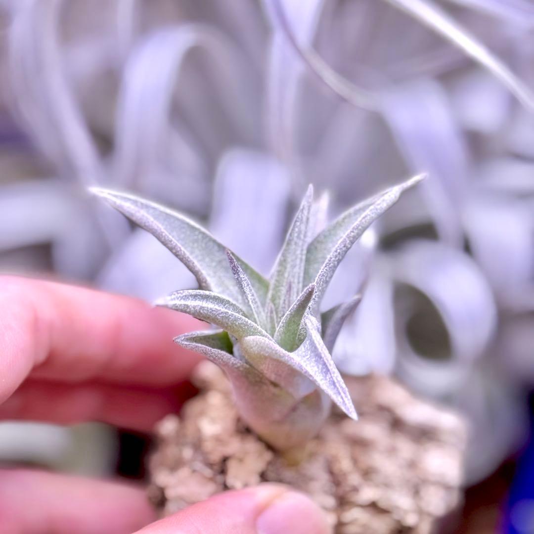 ケ*ン様 T. ehlersiana x chiapensis