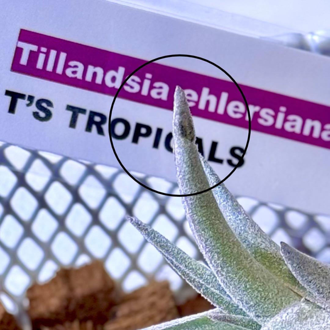 ケ*ン様 T. ehlersiana x chiapensis