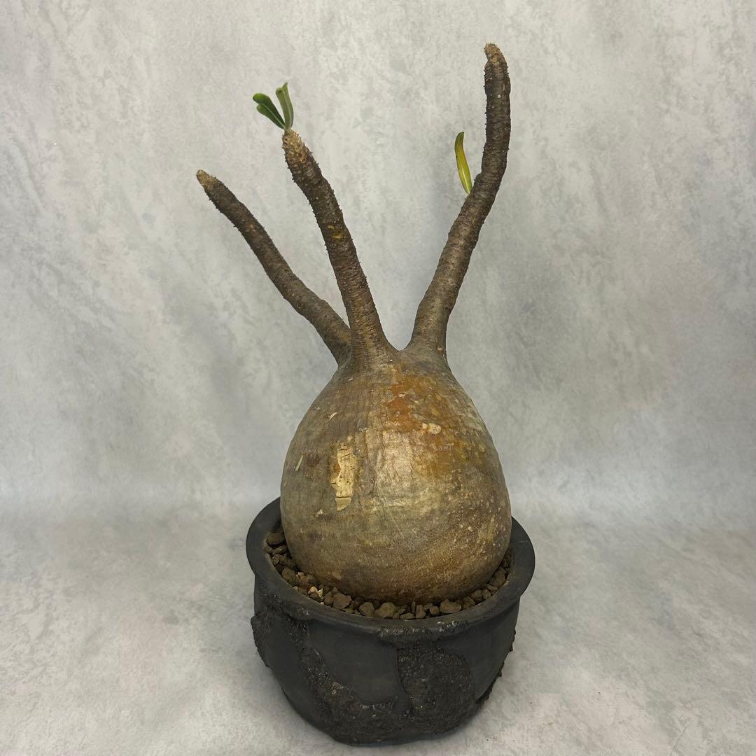 パキポディウム グラキリス 4.5号鉢入り(信楽焼)現地球 塊根植物