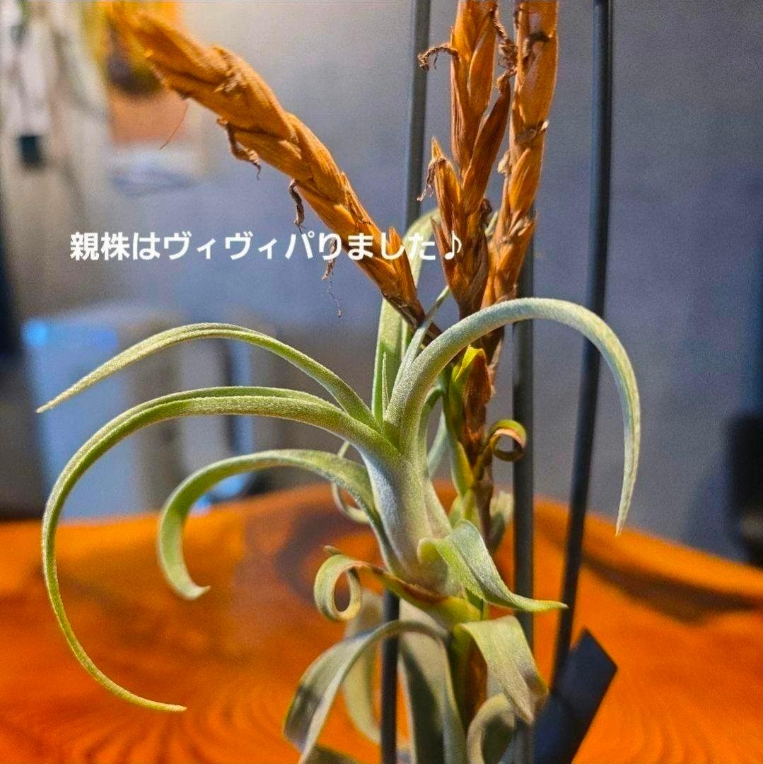 珍品！親株はヴィヴィパラ 希少 チランジア エアープランツ【カーリースリム】