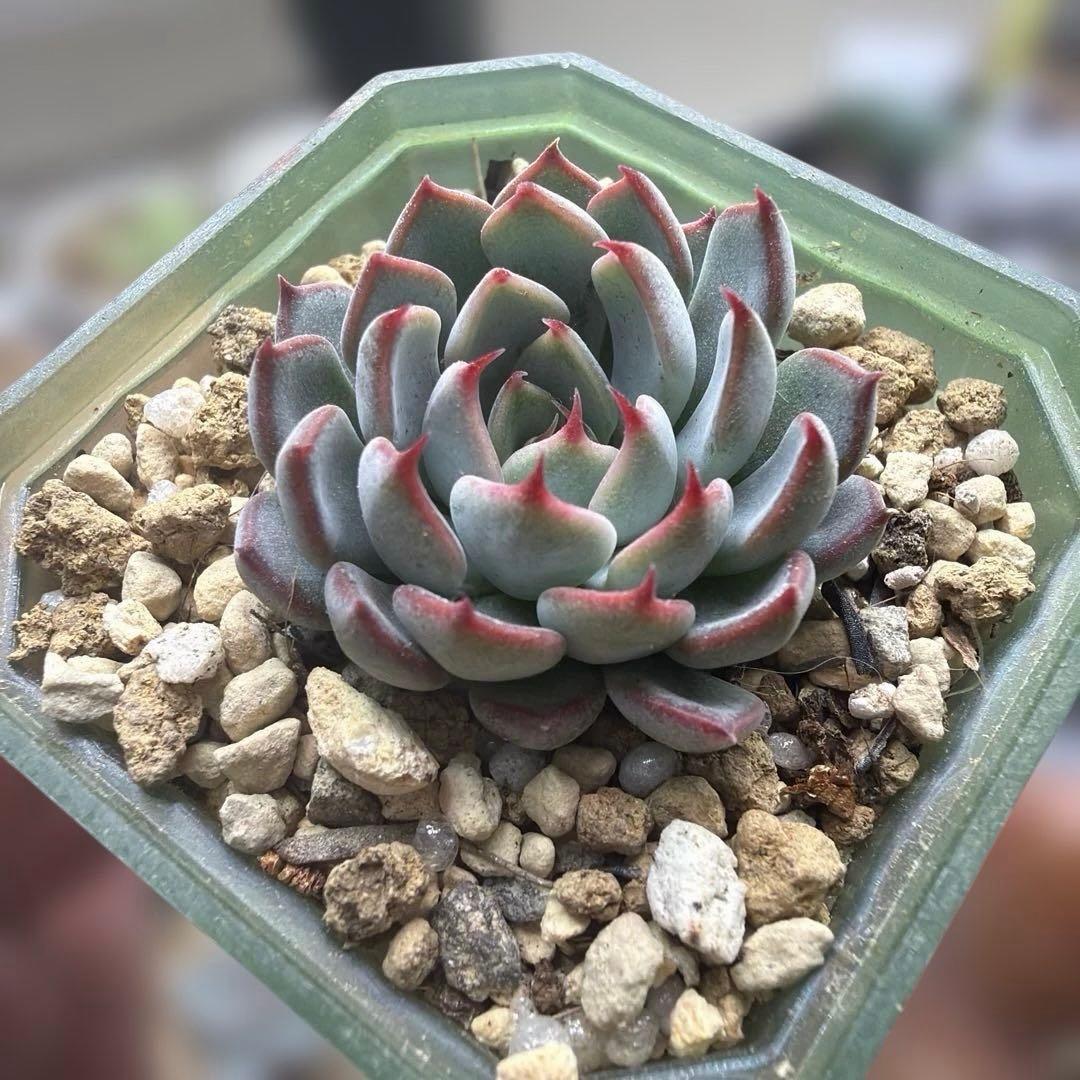 ゆきのん　速達！　‼︎レア苗‼︎ ザラゴーサspノバ　カキコ　多肉植物