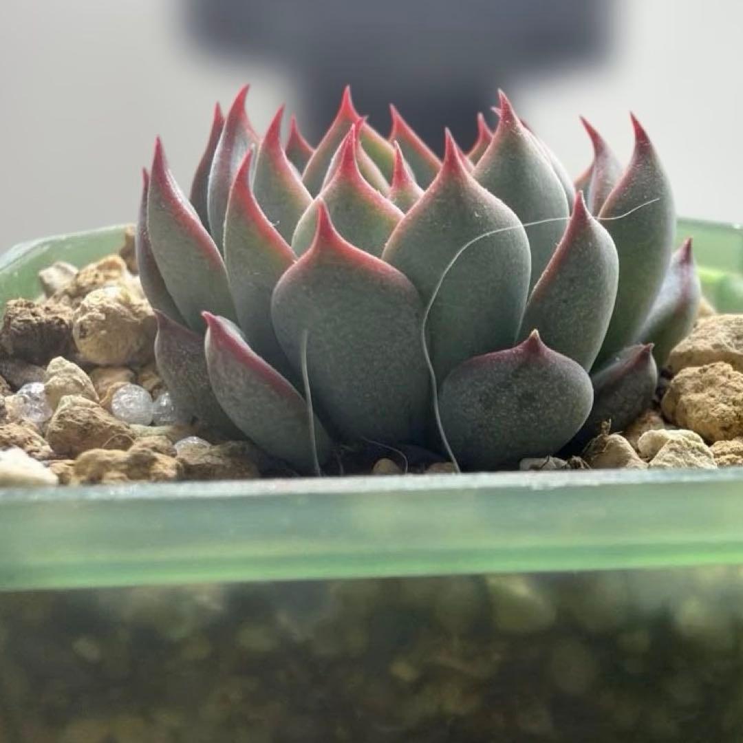 ゆきのん　速達！　‼︎レア苗‼︎ ザラゴーサspノバ　カキコ　多肉植物