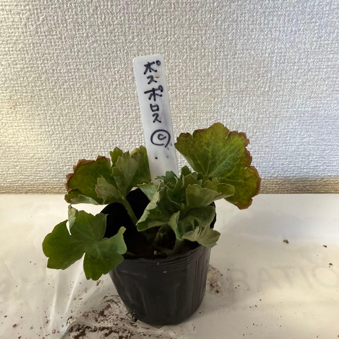 ラナンキュラスラックス苗、ポスポロス