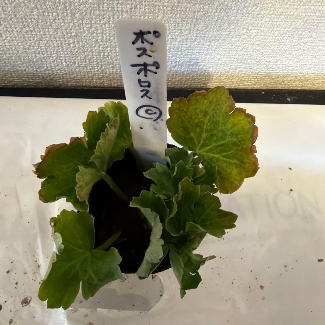 ラナンキュラスラックス苗、ポスポロス