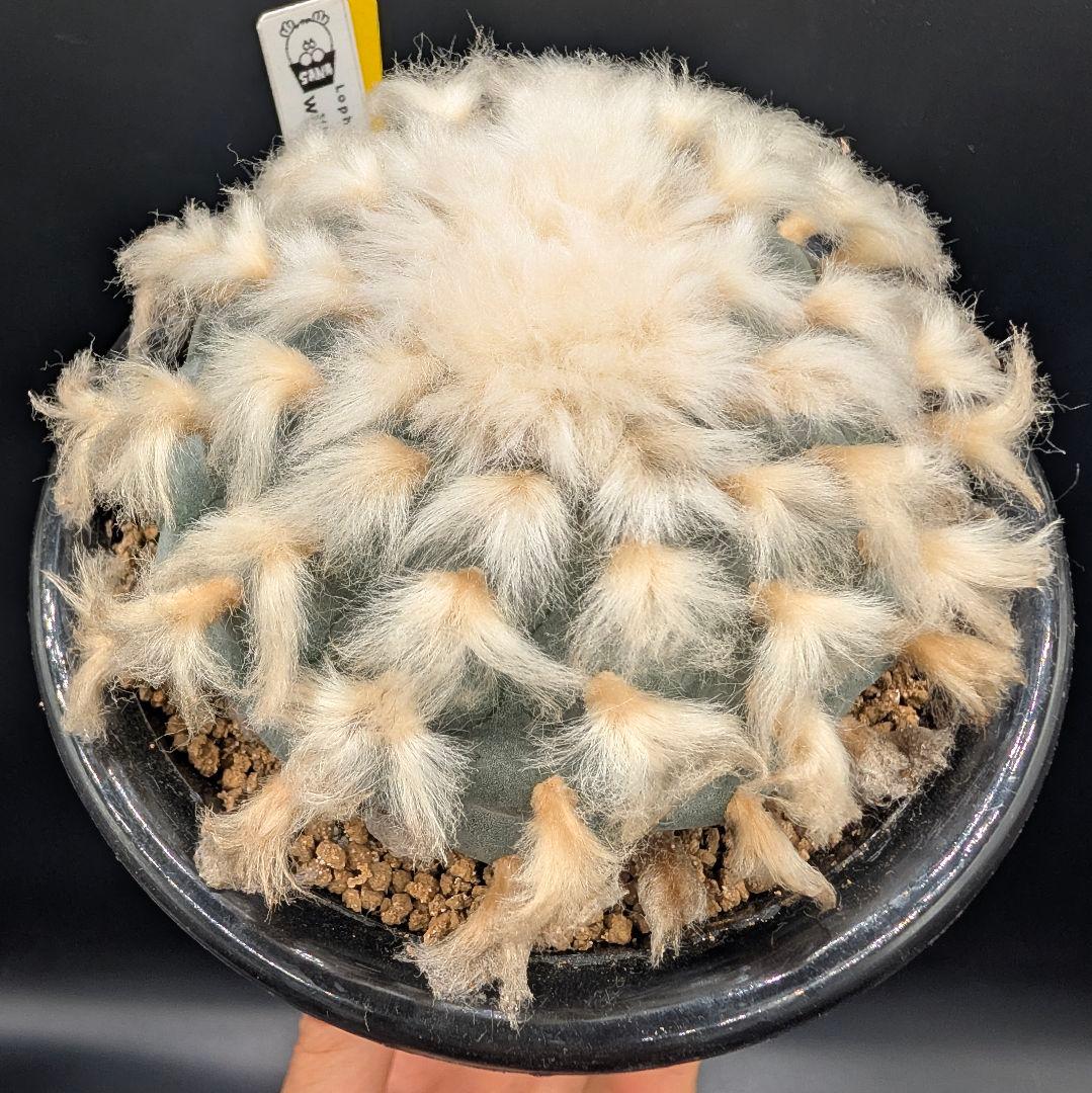 B*k様 ロホホラ 烏羽玉 鉢植え メルカリ便送料込み