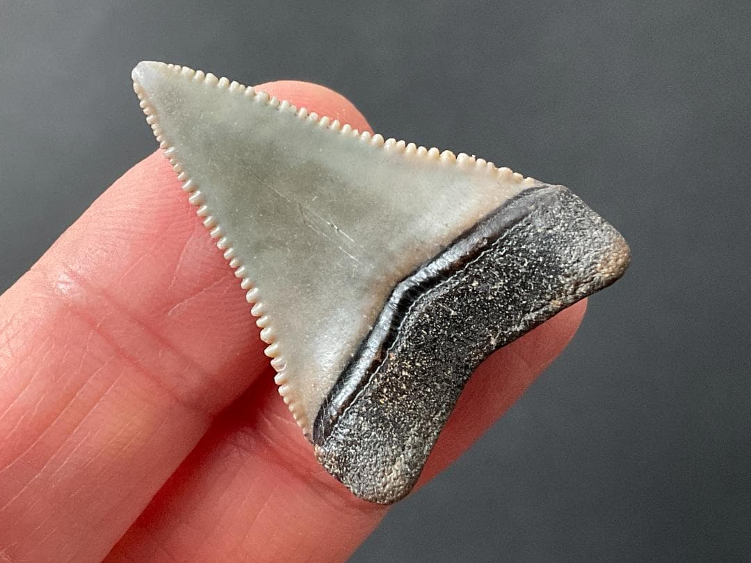 ホホジロザメの歯 [GR229] 化石 希少 レア